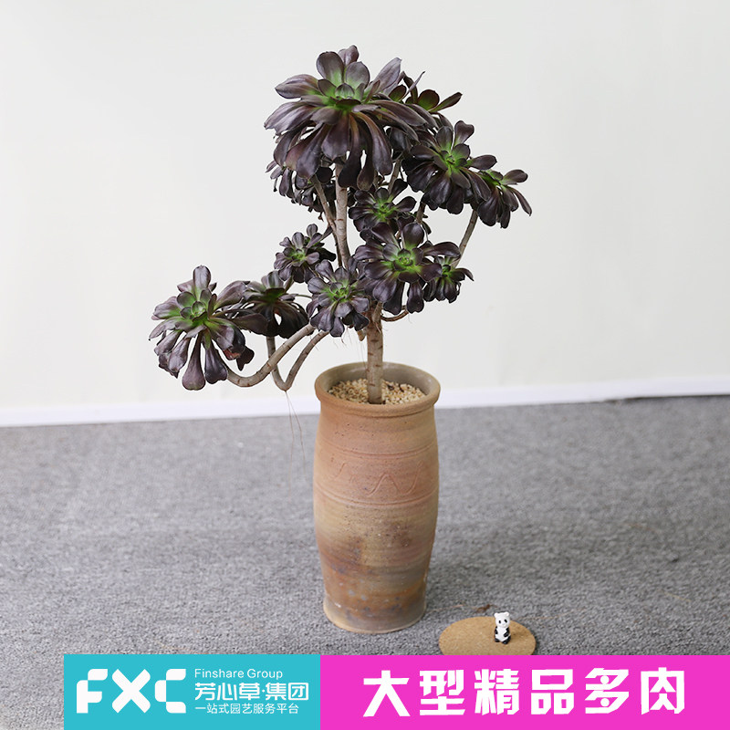 芳心草多肉植物盆栽大黑法师老桩多头铜壶法师防辐射绿植花卉多肉