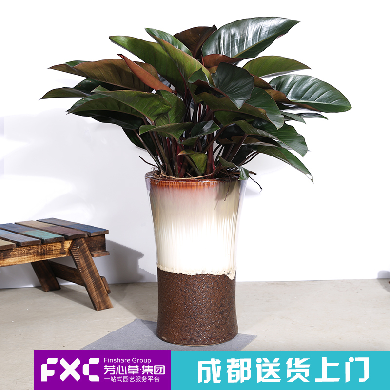 芳心草除甲醛室内植物蔓绿绒红金钻盆栽客厅办公室净化空气绿植