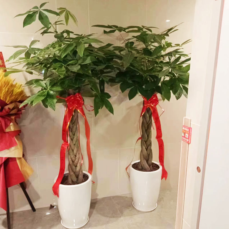 发财树客厅盆栽大绿植盆栽室内大型植物辫子招财树办公室开业礼物,鲜花速递/花卉仿真/绿植园艺,大型绿植/成品组合盆栽,淘宝优惠券,粉丝福利购,淘宝优惠卷