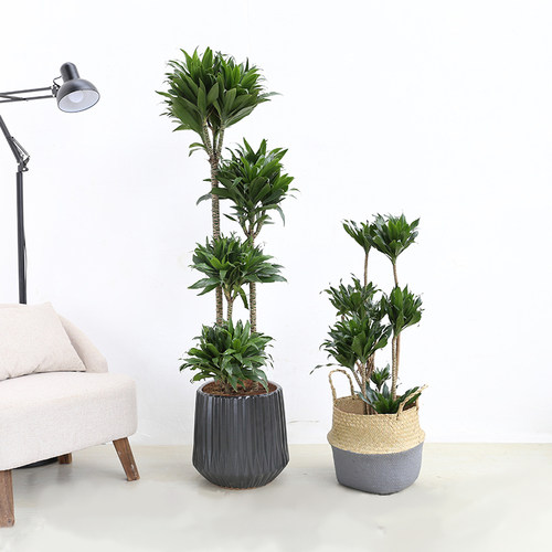 芳心草室内植物太阳神密朱蕉叶