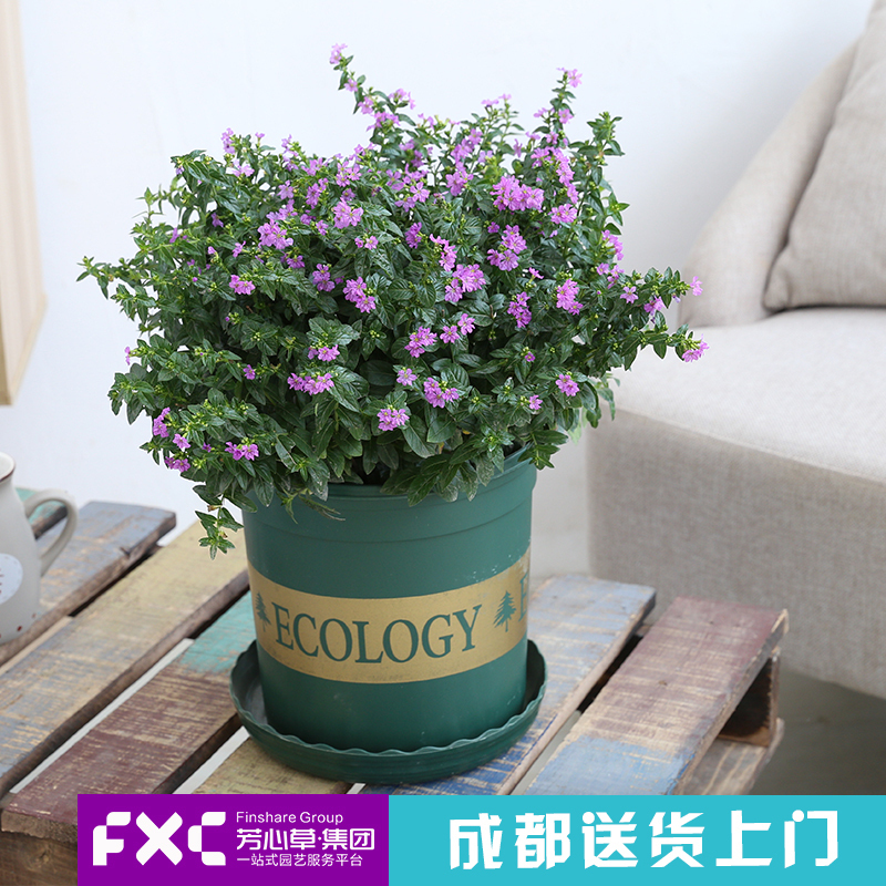 成都芳心草室内植物萼距花满天星盆栽办公室四季开花绿植花卉盆景