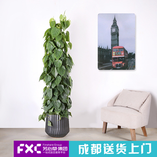 成都室内植物心叶藤绿萝盆栽除甲醛大型绿植花卉客厅喜阴植物盆栽