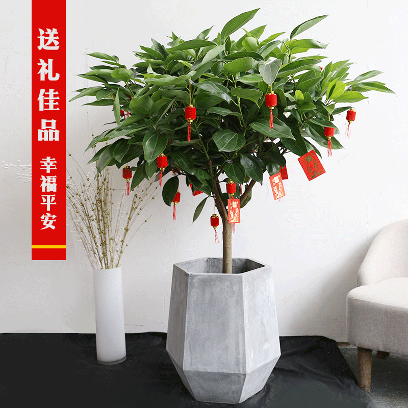 芳心草平安树盆栽大客厅平安树盆栽室内大型盆栽大植物大叶绿植