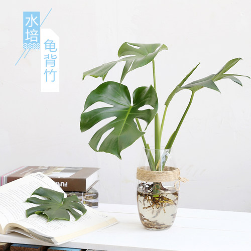芳心草水培植物龟背竹室内办公室