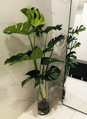 水培植物龟背竹带根室内好养客厅落地水养植物室内大叶绿植易养活