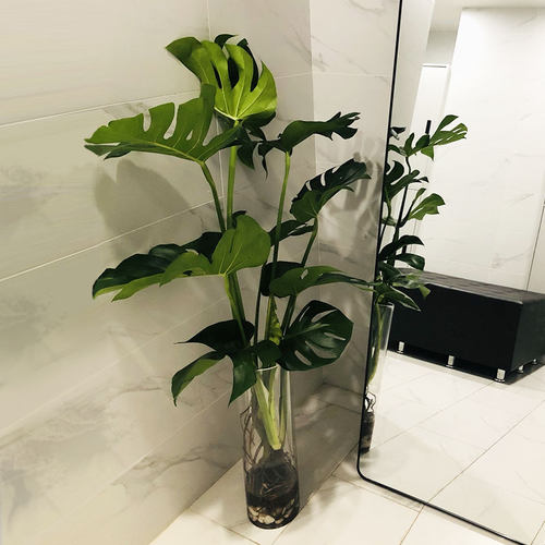 水培植物龟背竹带根室内好养客厅落地水养植物室内大叶绿植易养活 - 封面