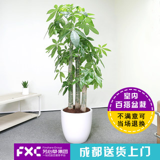 芳心草大盆栽植物发财树开业乔迁室内办公室客厅绿植花卉同城配送