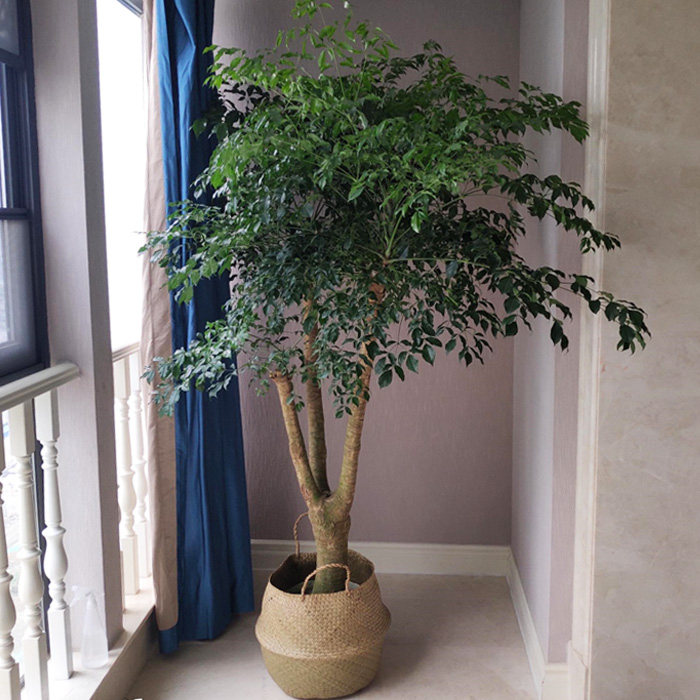 幌伞枫大幸福树盆栽多头大型绿植客厅盆栽办公室内老树桩常绿植物