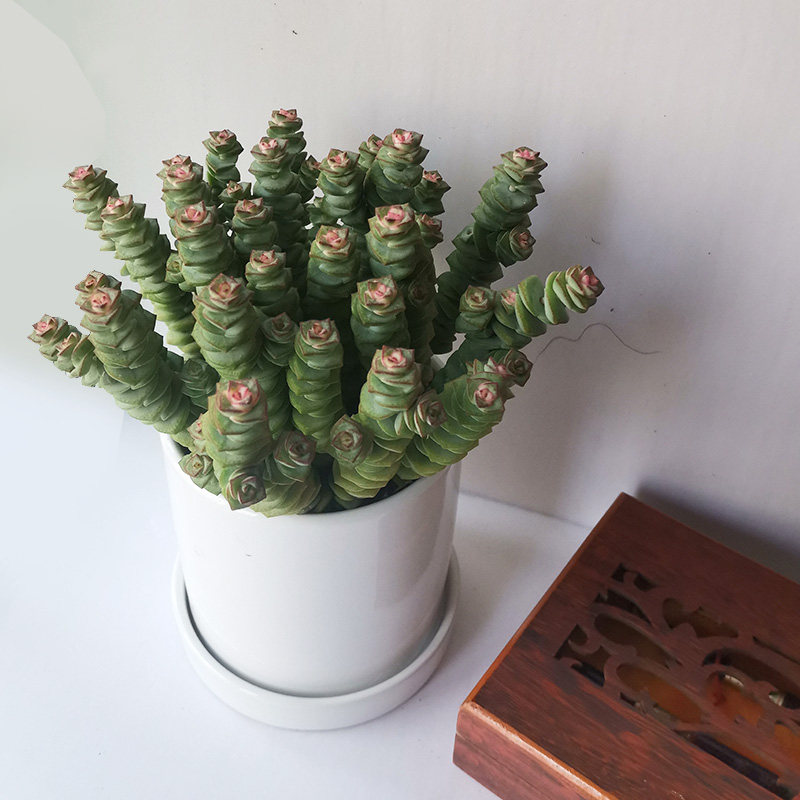 钱串多肉招财植物桌面钱多多办公室多肉植物防辐射盆栽易养绿植