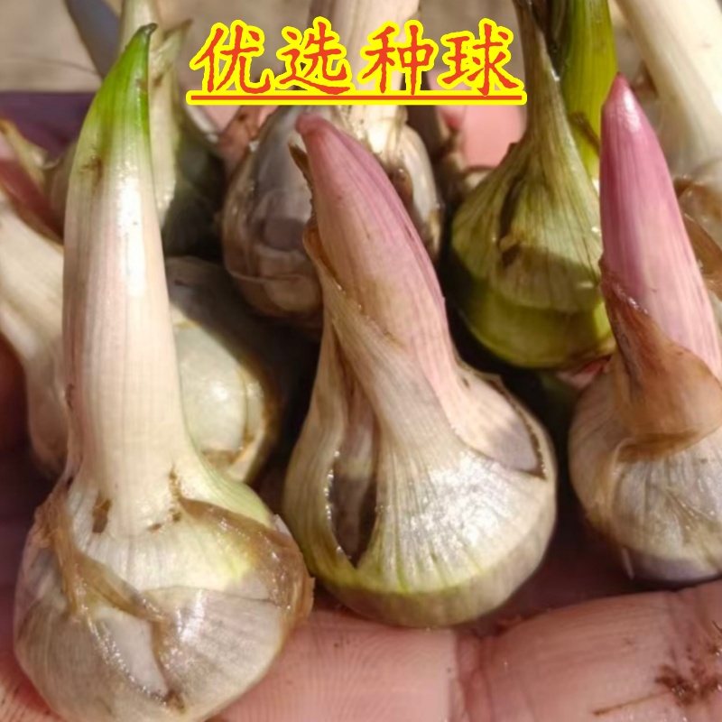 水生植物茨菇慈姑苗燕尾草净化水质鱼缸池塘挺水植物茨菇种球苗种