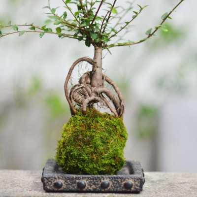 室内微盆景观叶植物小型苔藓球