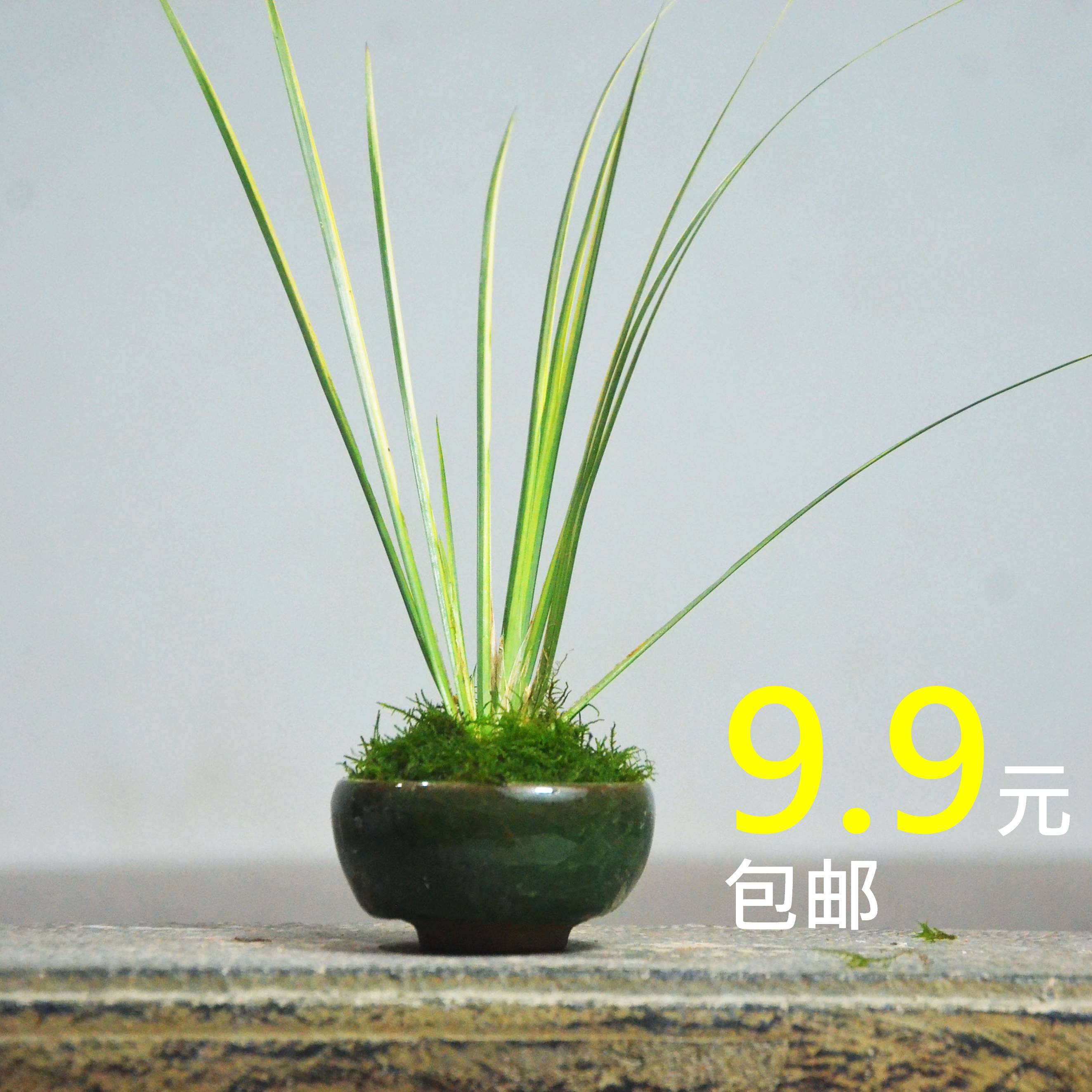 菖蒲黄杨易养小盆栽桌面除甲醛