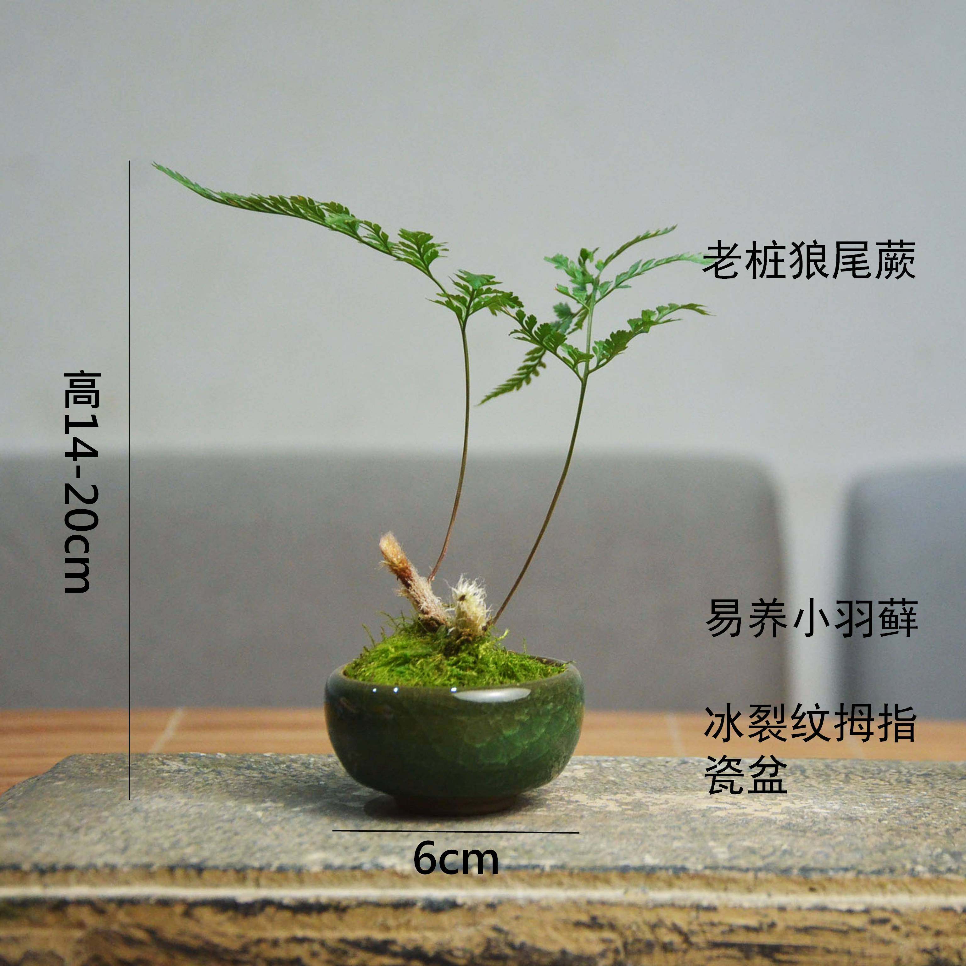狼尾蕨老桩袖珍椰子易养室内迷你盆栽书桌办公茶桌绿植