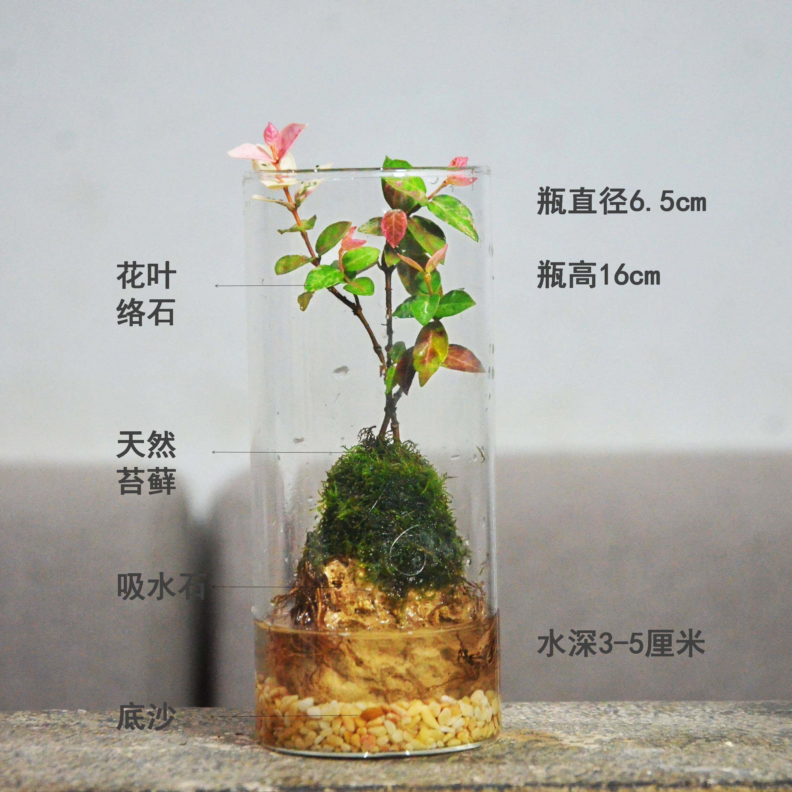 生态瓶水培易养辣椒蟹虾养殖成品