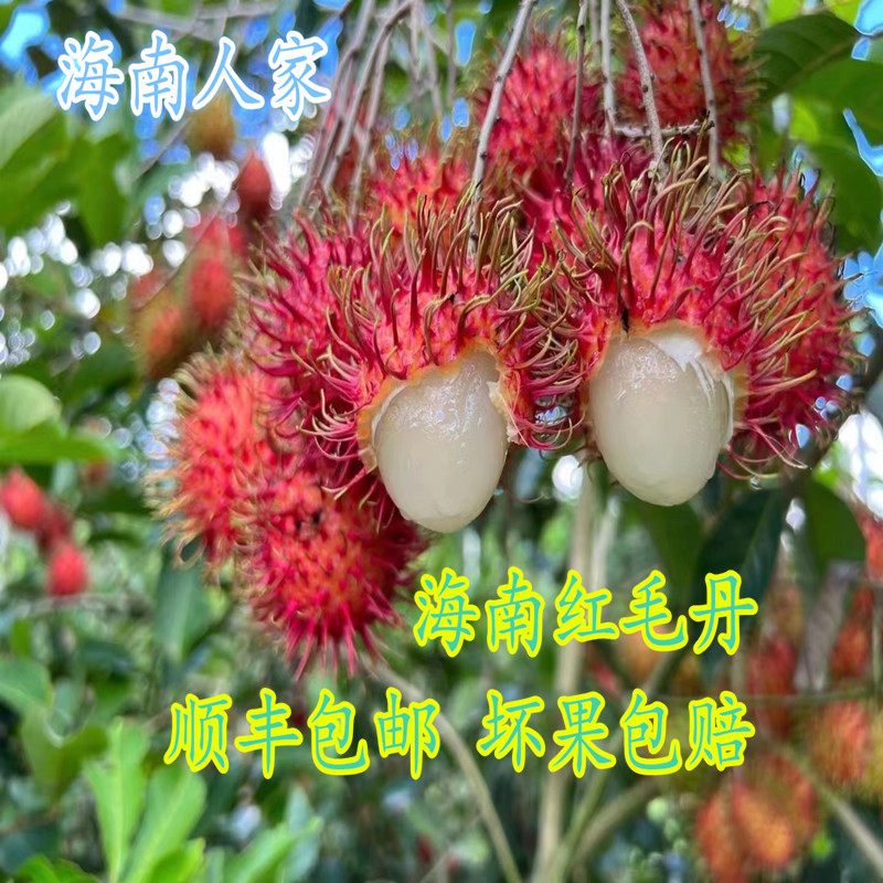 海南红毛丹正宗保亭毛荔枝新鲜当季水果现摘现发顺丰包邮礼盒包装