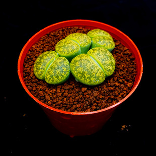 多肉植物生石花绿紫勋绿紫熏绿紫薰C36A屁股花PP花屁屁花石生花