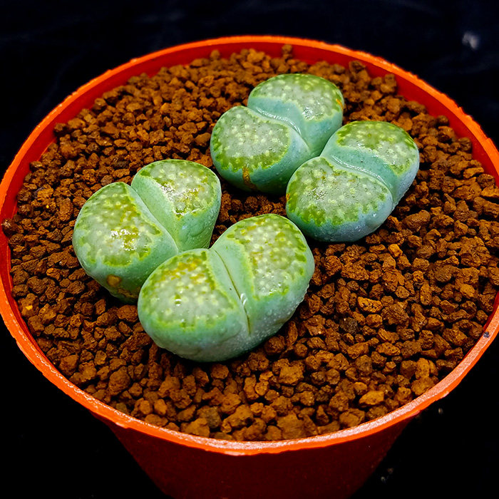 多肉植物生石花绿福来绿李屁股花PP花屁屁花萌肉肉