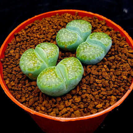 多肉植物生石花绿福来绿李屁股花PP花屁屁花萌肉肉