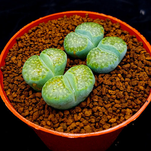 多肉植物生石花绿福来屁屁花
