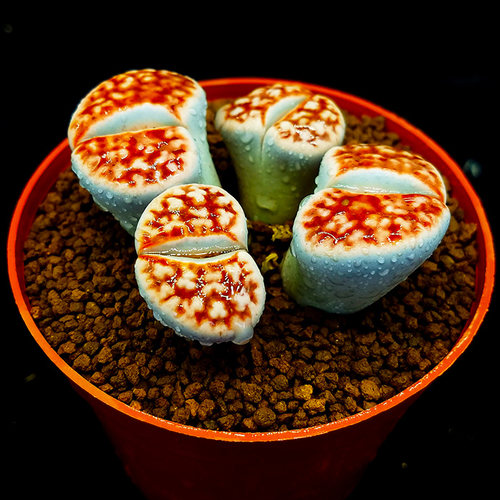 生石花红窗玉topredpp花屁股花