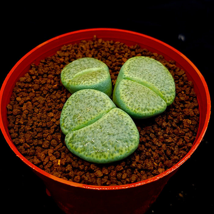 多肉植物生石花绿微纹玉 c363肉肉盆栽屁股花pp花开花母本