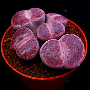 多肉植物生石花酒红日轮屁股花PP花石生花母本群生