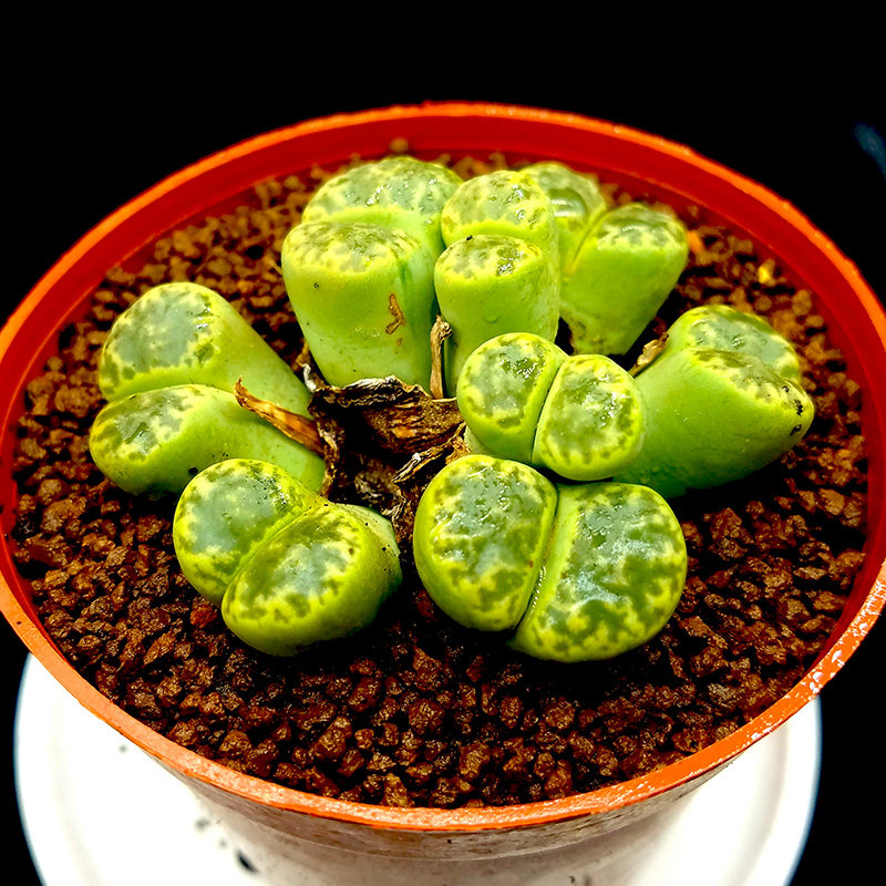 七彩盆栽石头花多肉植物