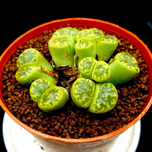 七彩盆栽石头花多肉植物