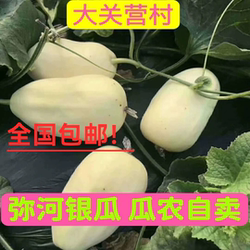 山东青州银瓜弥河银瓜大关营火银瓜甜瓜青州特产
