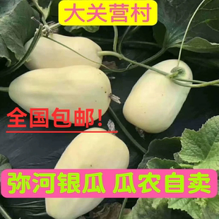 山东青州银瓜弥河银瓜大关营火银瓜甜瓜青州特产
