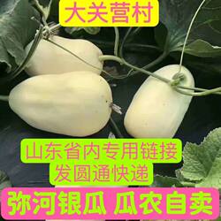 发圆通 青州银瓜弥河银瓜大官营火银瓜