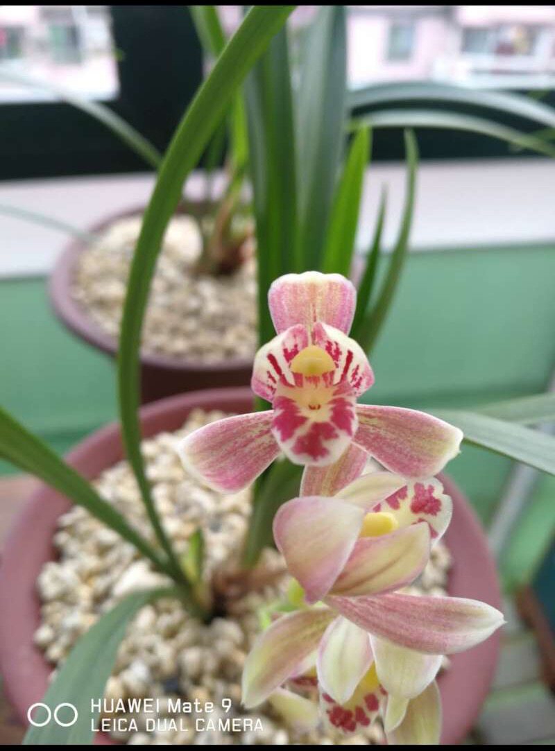 【冯达锋国兰】样品兰花苗建兰汇翠粉荷