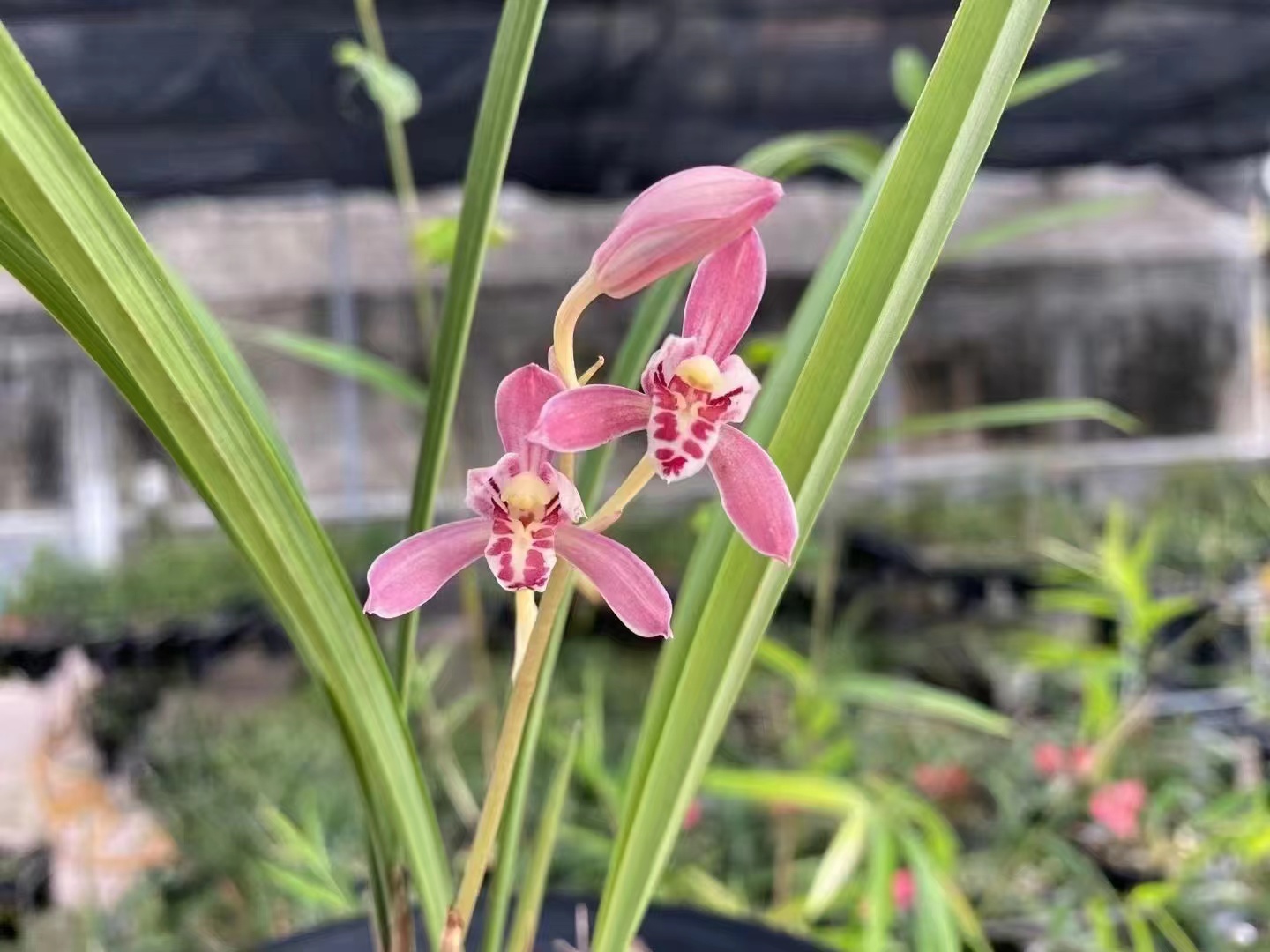 样品兰花苗建兰：出水芙蓉