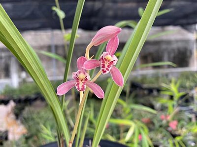 样品兰花苗建兰：出水芙蓉