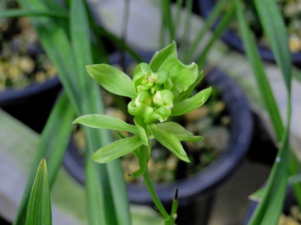 样品兰花苗四季中矮种素心紫兰奇花建兰：天山牡丹 鲜花速递/花卉仿真/绿植园艺 国兰/杂交兰/洋兰类 原图主图