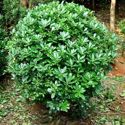 海桐树苗庭院行道四季常青绿化植物浓香海桐小苗绿篱笆围墙海桐球