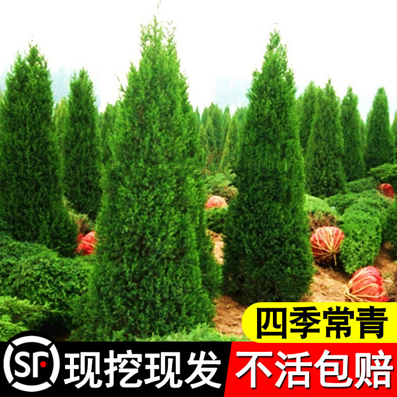 柏树树苗塔柏松树树苗侧柏扁柏松树龙柏四季常青圆松宝塔松工程苗