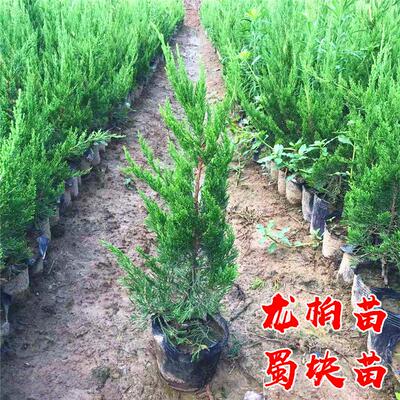 龙柏树苗塔柏小苗四季常青耐寒绿化工程苗蜀块塔松桧柏侧柏墓地松