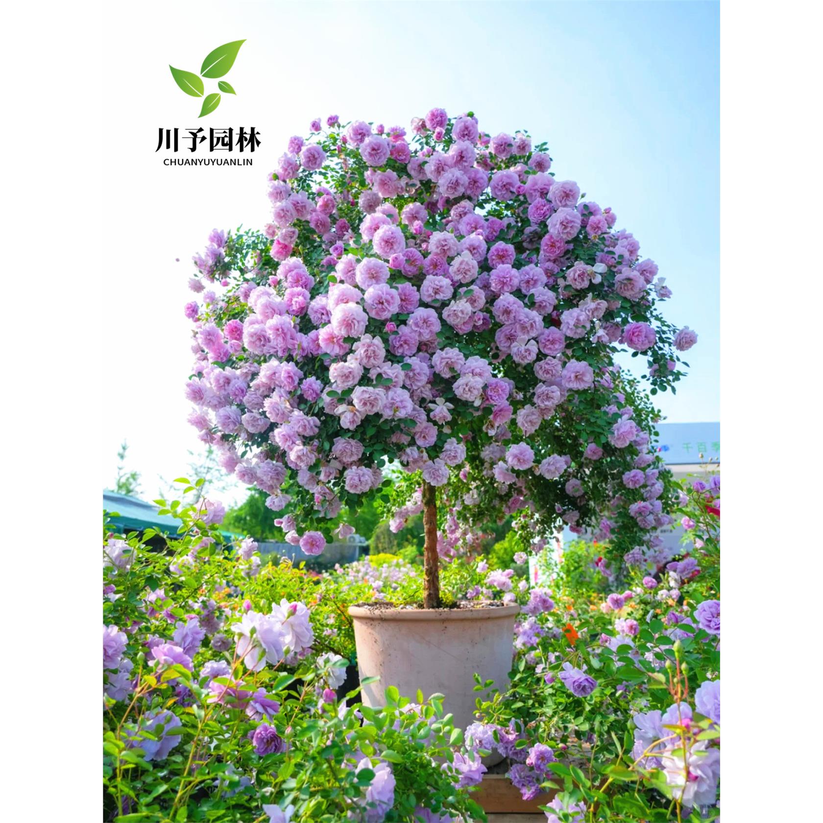 棒棒糖树桩月季花苗特大