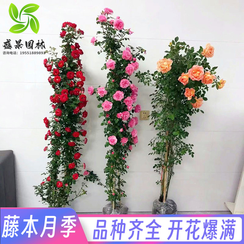藤本月季大苗庭院爬藤月季浓香大花欧月蔷薇花苗多季开花母本大苗