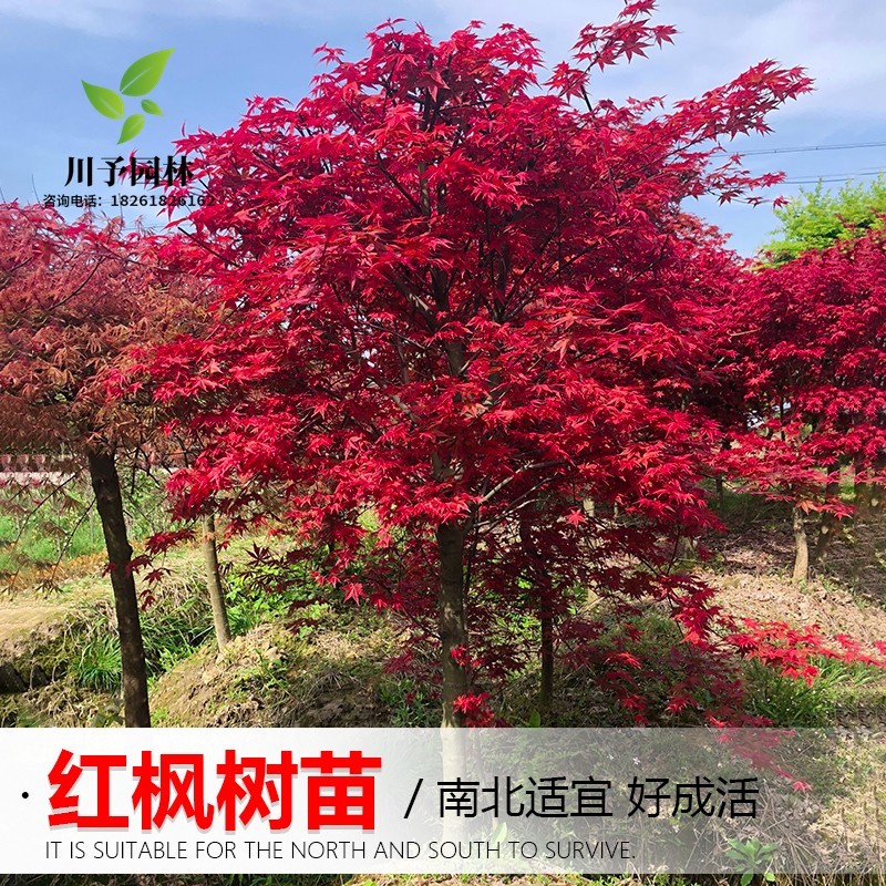 日本红枫树苗盆栽黄金赤枫三季红中国红枫小苗庭院耐寒大型风景树图片