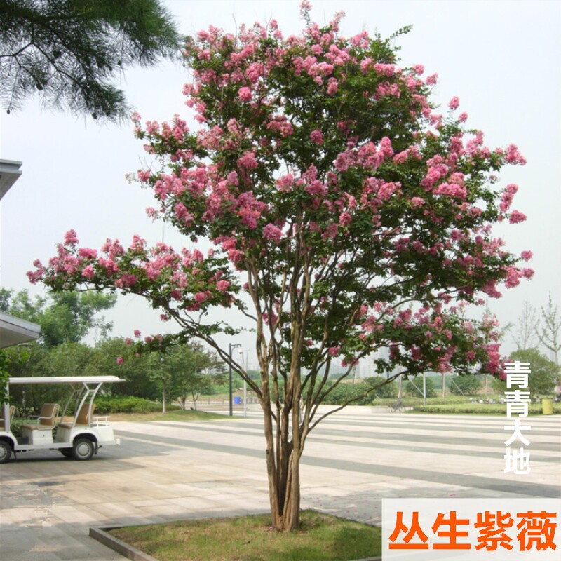 丛生紫薇树苗庭院种植大型紫薇花盆栽美国红火箭绿化风景树苗耐寒