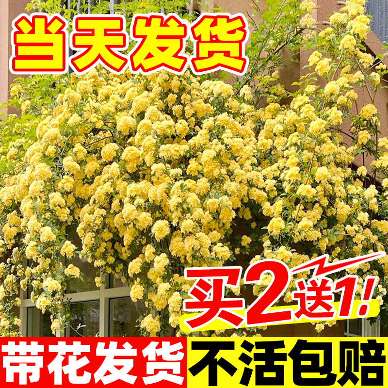 黄木香花苗爬藤植物花卉重瓣白木香树苗蔷薇阳台庭院四季开花盆栽图片