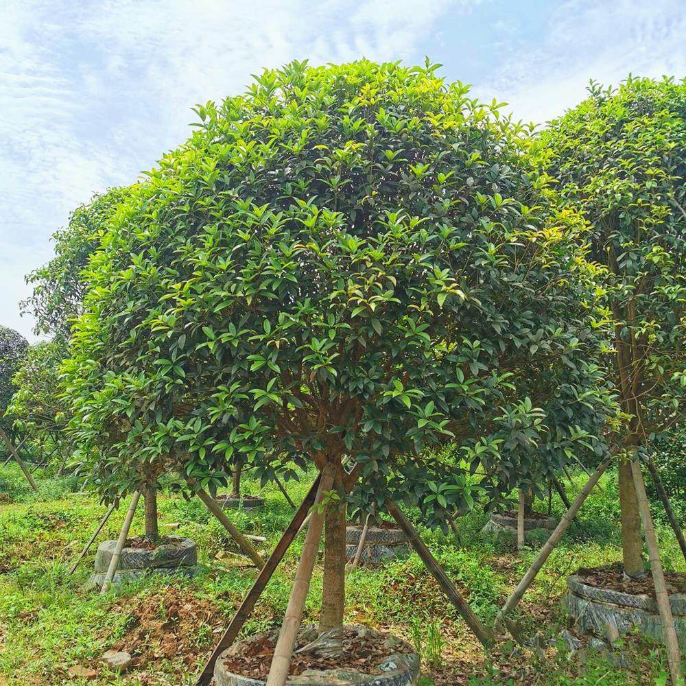 桂花树苗原生金桂丹桂别墅庭院大桂花