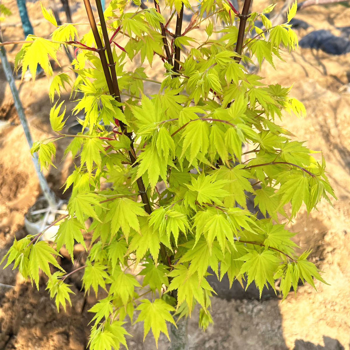 日本红枫流泉枫约旦枫树苗盆栽品种枫树庭院风景树植物彩色黄金枫图片