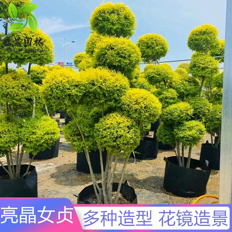 亮晶女贞树苗金冠女贞棒棒糖庭院别墅行道盆栽常绿彩叶耐寒风景树