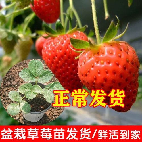 四季奶油草莓苗带盆带图