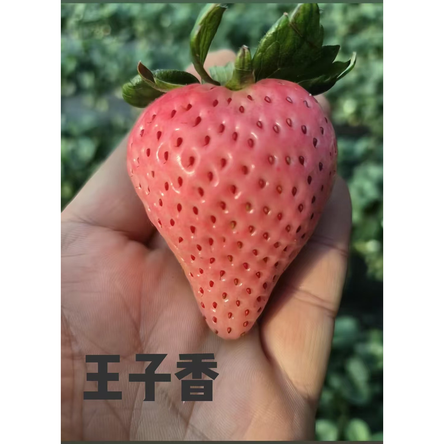 【直播】王子香草莓苗盆栽