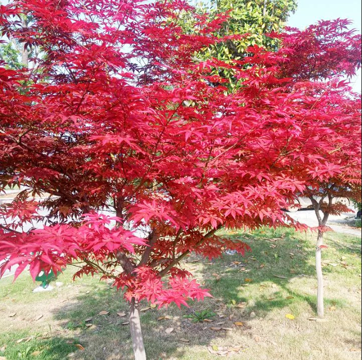 红枫日本树苗绿化别墅庭院种植图片