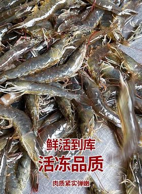大连复州湾盐田虾海水虾新鲜捕捞鲜活冷冻3斤白虾青虾非基围虾